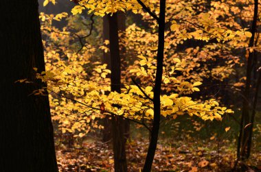 de herfst collectie van kleuren