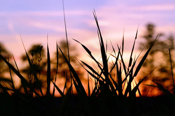 Stock image Grasses at sunset background