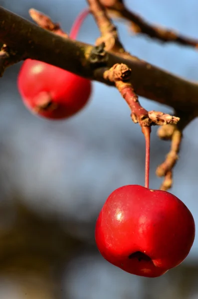 Красное райское яблоко — стоковое фото