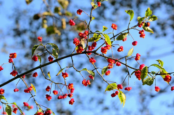 Fruttuoso ramo euonimus su sfondo cielo — Foto Stock