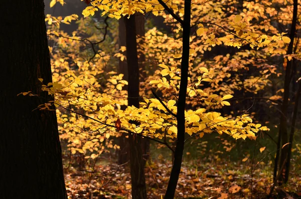 Høstens fargesamling. – stockfoto