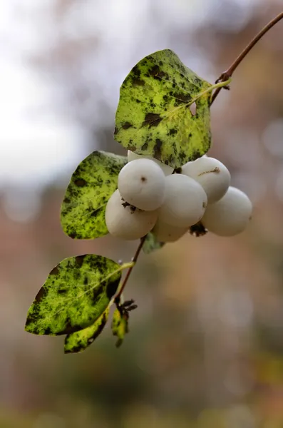 Common Snowberry fruit on a branch — Stock Photo, Image
