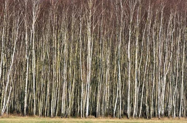 Birch grove — Stock Photo, Image
