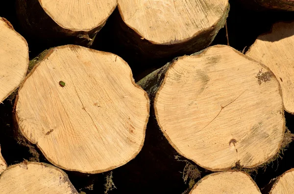 Beuken stam wordt gesneden in brandhout — Stockfoto