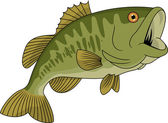 Bass ryby