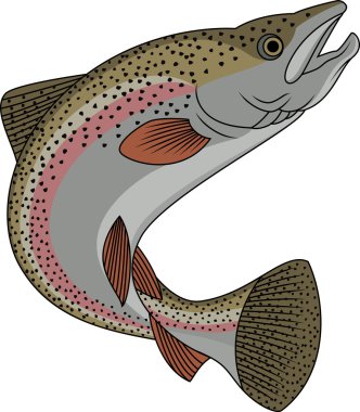 Rainbow Trout clipart