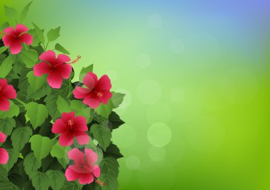 Beautiful hisbiscus flower background clipart