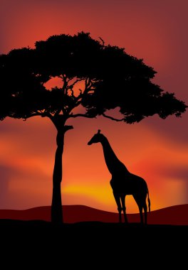 African Sunset background with giraffe clipart