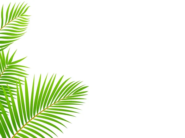 Palmiye ağacı çerçeve arka plan — Stok Vektör