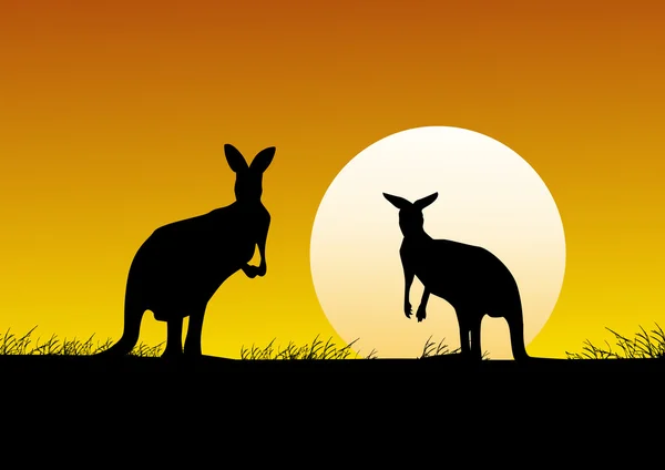 Kangaroo on the sunset background — Stock Vector