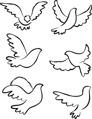 Dove vector clipart