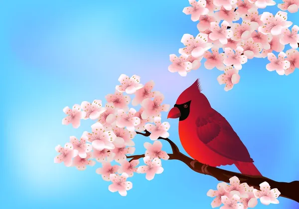 Pássaro vermelho sentado em flor de cerejeira — Vetor de Stock