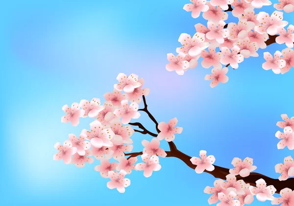 Flor de cerejeira — Vetor de Stock