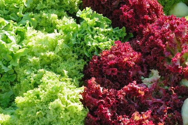 Grüner und roter Salat Stockbild