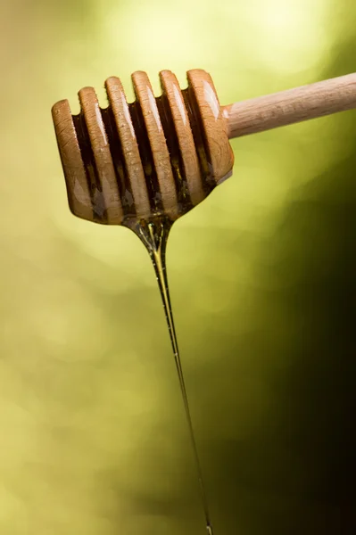 stock image Honey dipper