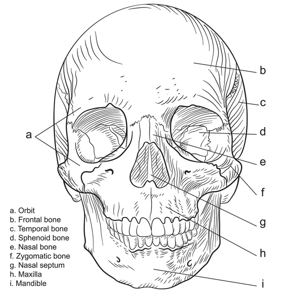 Crâne humain frontal — Image vectorielle