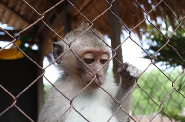 Monkey in a cage clipart