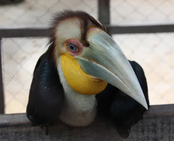 stock image Baliysky toucan in a cage