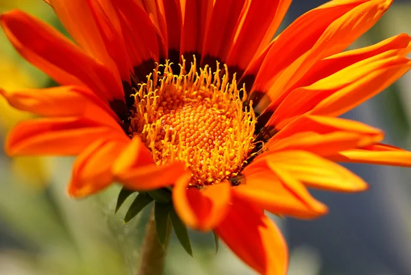 stock image Orange Flower