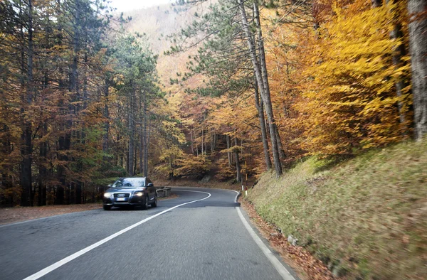 içinde sonbahar foreest