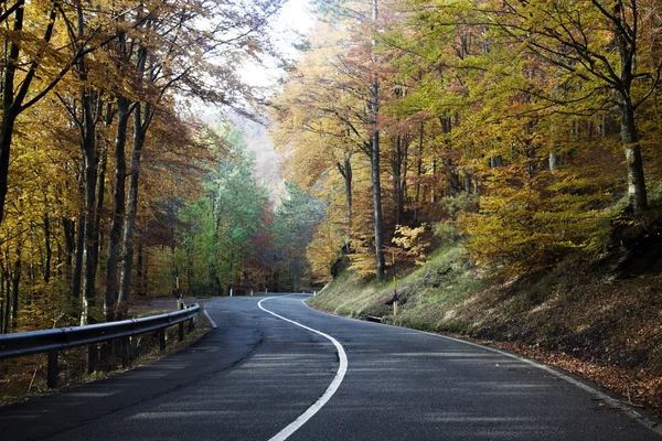 stock image Trees in the forest