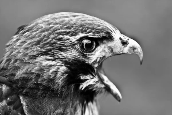 stock image Buteo Buteo