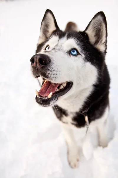 Husky siberiano con ojos azules — Foto de Stock