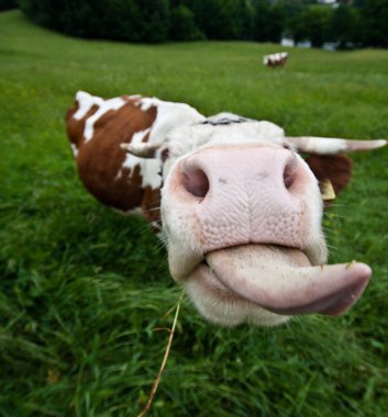 Cow with long tongue clipart