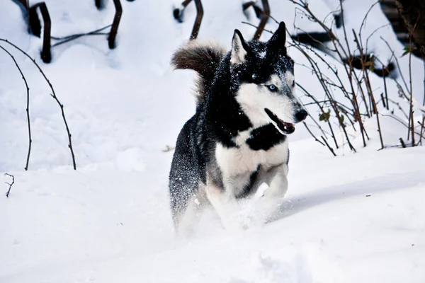 Siberian husky kör i snö — Stockfoto