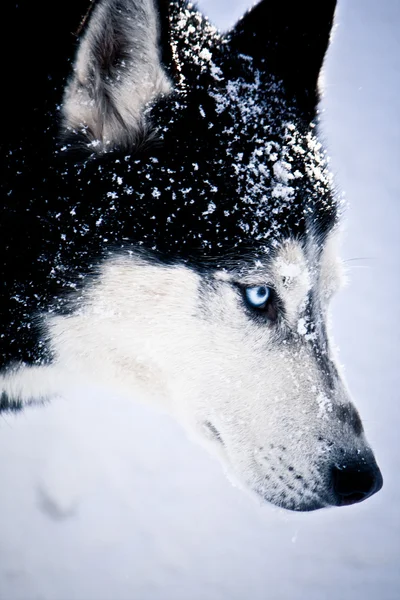 Snöiga siberian husky — Stockfoto