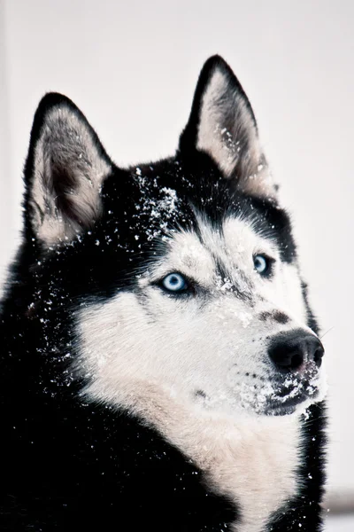 Snöiga siberian husky — Stockfoto