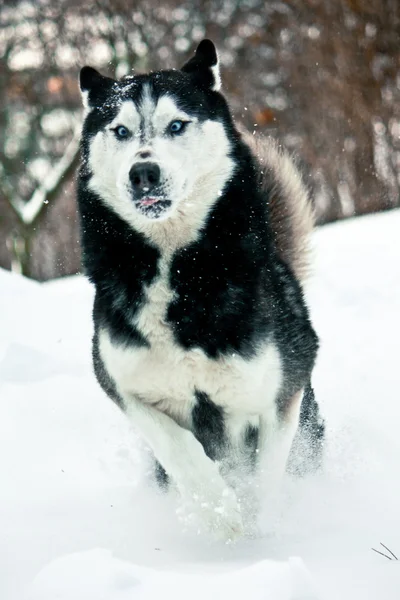 Husky siberiano corriendo —  Fotos de Stock