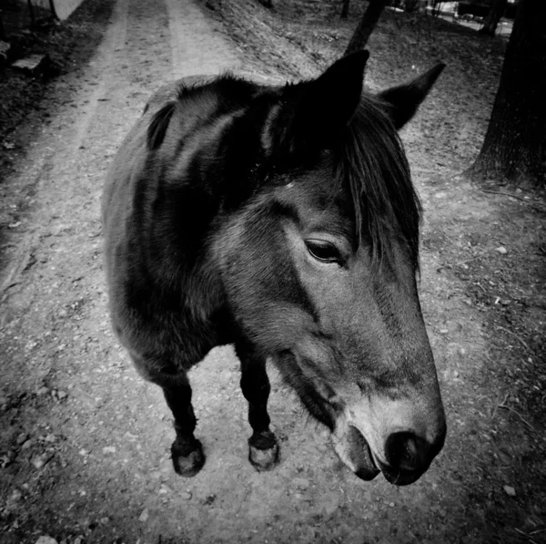 Ben siyah ve beyaz at