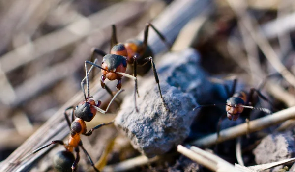 Orman Karıncaları — Stok fotoğraf