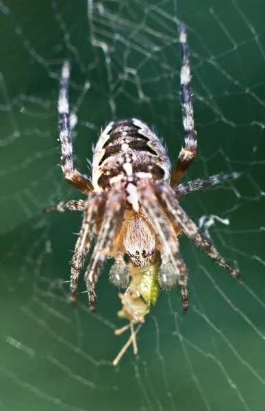 stock image Spider on the net