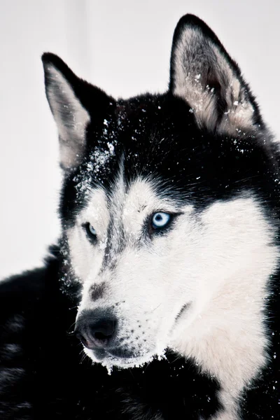 Husky siberiano con gli occhi azzurri Immagini Stock Royalty Free