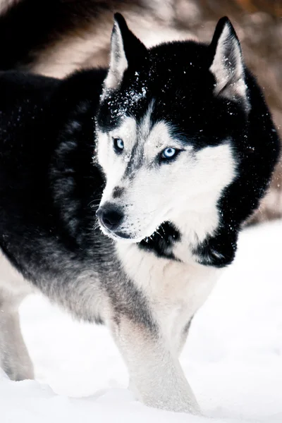 Husky siberiano nella neve Fotografia Stock
