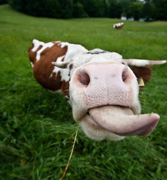 Vaca con lengua larga Fotos de stock libres de derechos