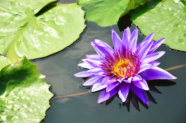 stock image Purple Lotus in pool