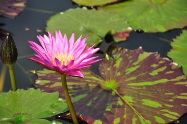 pembe renkli çiçek açan lotus