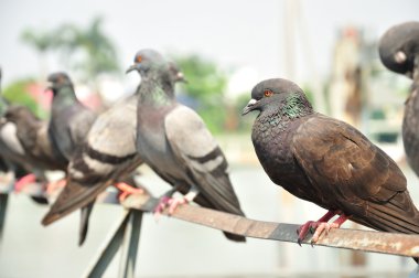 Pigeon sitting on the old street fence clipart