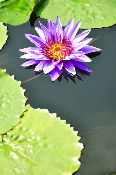 stock image Purple Lotus in pool