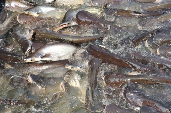 Stock image Many Pangasiidae fish in pond