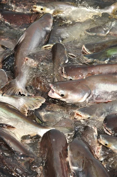 stock image Many Pangasiidae fish in pond