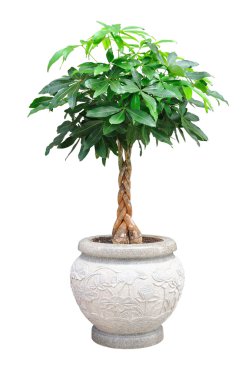 Asian small decorative tree isolated clipart