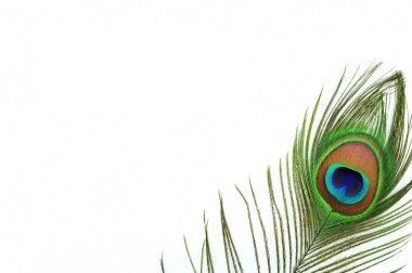 Detail of peacock feather eye clipart