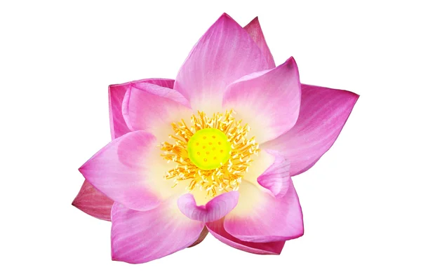 Różowy kwiat lotosu — Zdjęcie stockowe