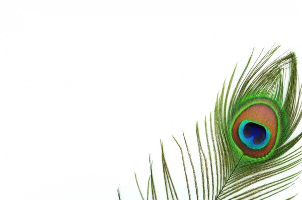 Detalj av påfågel fjäder öga — Stockfoto