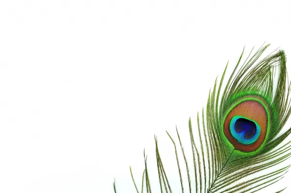 Detalle de ojo de pluma de pavo real Imagen De Stock