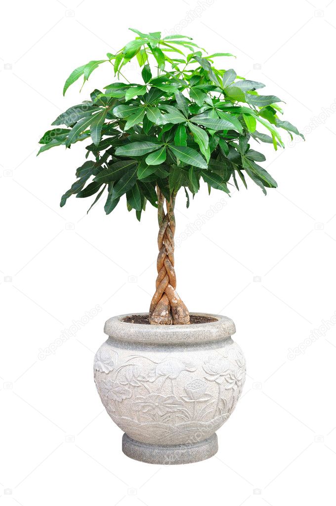 Asian small decorative tree isolated